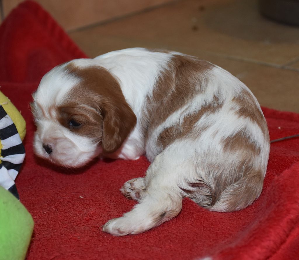 De la combe berail - Chiot disponible  - Cavalier King Charles Spaniel