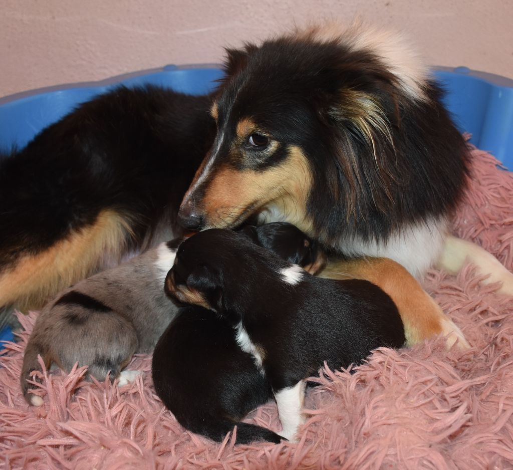 chiot Shetland Sheepdog De la combe berail