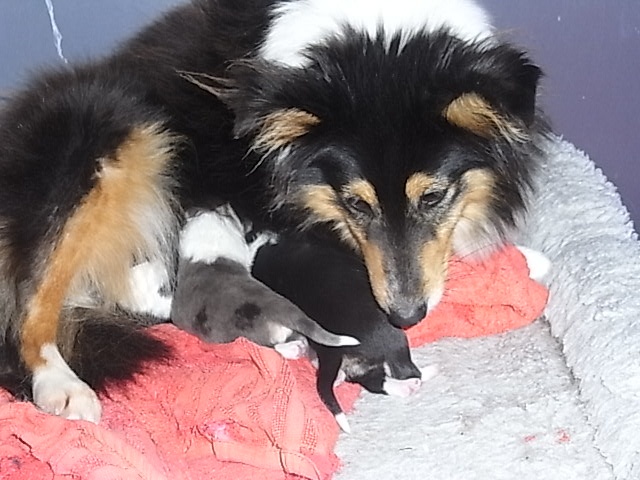 De la combe berail - Shetland Sheepdog - Portée née le 24/01/2013