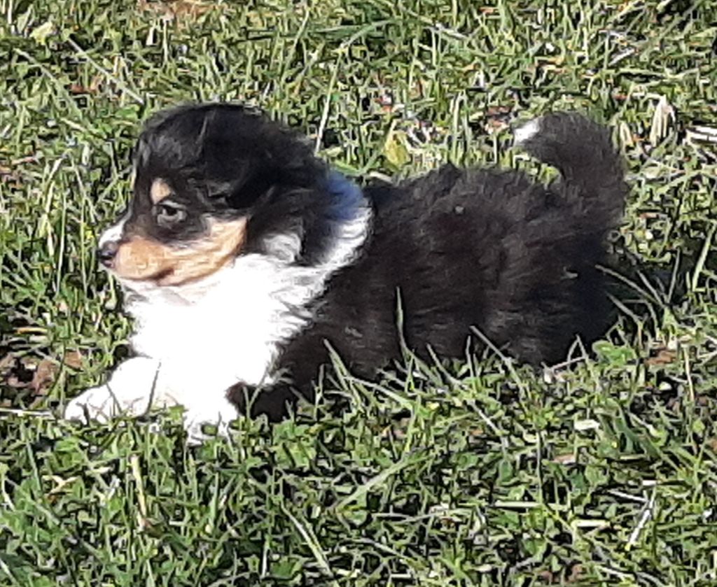 De la combe berail - Chiot disponible  - Shetland Sheepdog