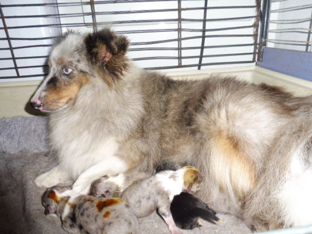 De la combe berail - Shetland Sheepdog - Portée née le 29/07/2017