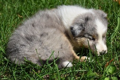 SEIKO BLEU male bleu merle