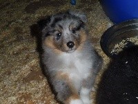 NHISKY male bleu merle