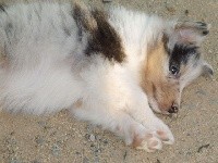   NANOUK BLEU male bleu merle