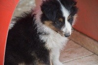 PEARLY BLACK male tricolore