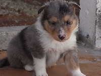 HALCO BLEU male bleu merle