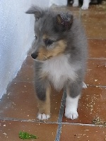 GRIS BLEU male bleu merle