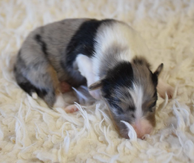 male bleu merle