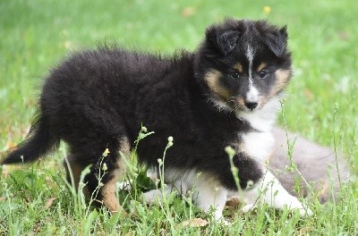 SHERLOCK BLACK male tricolore