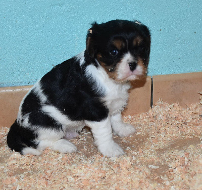 VASCO male tricolore