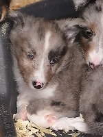 GREY BLUE male bleu bicolore