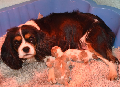 De la combe berail - Cavalier King Charles Spaniel - Portée née le 26/12/2024