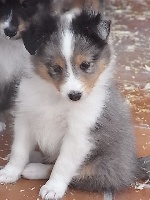 HAGRID BLUE male bleu merle