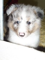 NIMBUS BLEU  male bleu merle