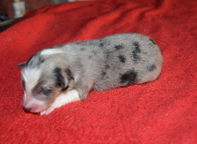 male bleu merle