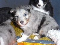  JEKO male bleu merle