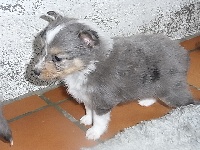 GARFIELD BLUE male bleu merle