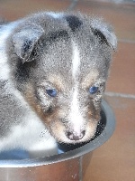 LEÏKO male bleu merle