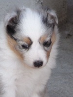 ENZO, MALE BLEU MERLE