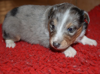 male bleu merle