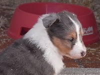 HERMES male bleu merle