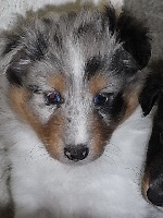 ELVIS BLUE male bleu merle