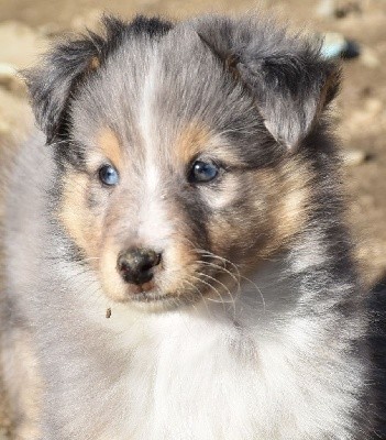 SILVER BLUE male bleu merle