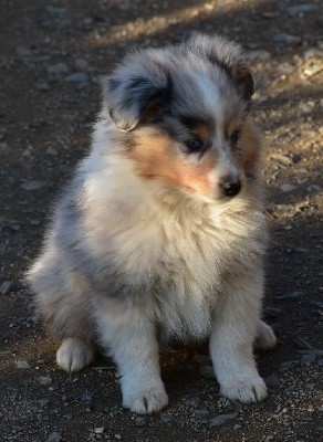 SACHA BLUE male bleu merle