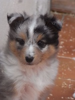 LAGON BLEU male bleu merle