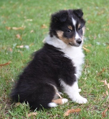 S'EZEKIEL THE KING BLACK male tricolore