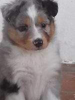 HASLEY BLUE male bleu merle