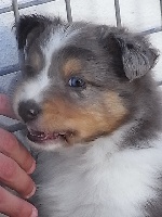 HEVER BLUE male bleu merle