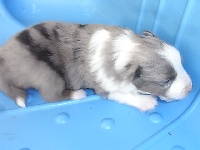 HATHOS BLEU  male bleu merle