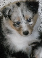 DAYA BLUE femelle bleu merle 2