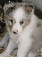 male bleu, yeux bleus