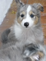 GARDY BLEU male bleu merle