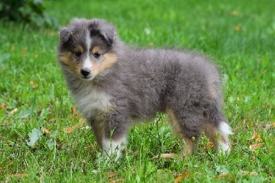 STORMY BLUE male bleu merle