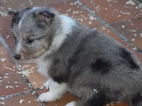 JAZZ male bleu merle