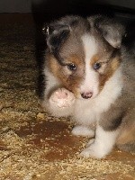 NOLAND BLUE male bleu merle