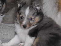  GRIGRI  male bleu merle