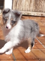 IBIS BLEU male bleu merle