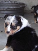  EDEN BLUE MALE BLEU MERLE