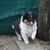 De la combe berail - Shetland Sheepdog - Portée née le 26/11/2020