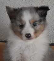 PENSEUR DARIUS male bleu merle