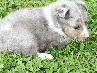 NITCH BLUE male bleu merle