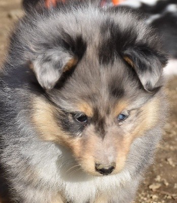 SWEET BLUE male bleu merle