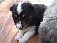 LOUSTIC male tricolore