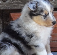  ELOY bleu , MALE BLEU MERLE