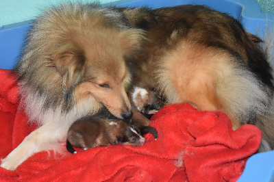 De la combe berail - Shetland Sheepdog - Portée née le 23/08/2024