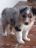 HASLEY BLUE male bleu merle